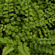 Hardy Fern Asplenium trichomanes